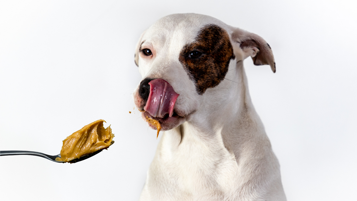 Homemade Frozen Peanut Butter Dog Treats: 5 Minutes to DIY