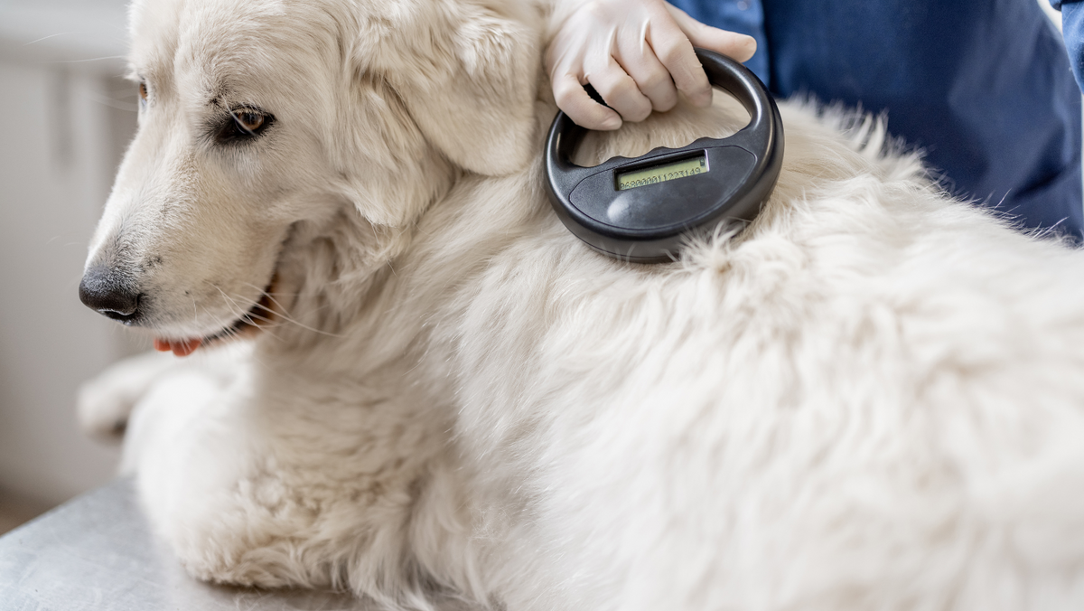Does Microchipping Hurt Dogs? Real PROs & CONs