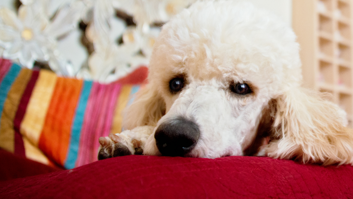 3 Best Dog Beds for Standard Poodles: Reduce Anxiety & Relax