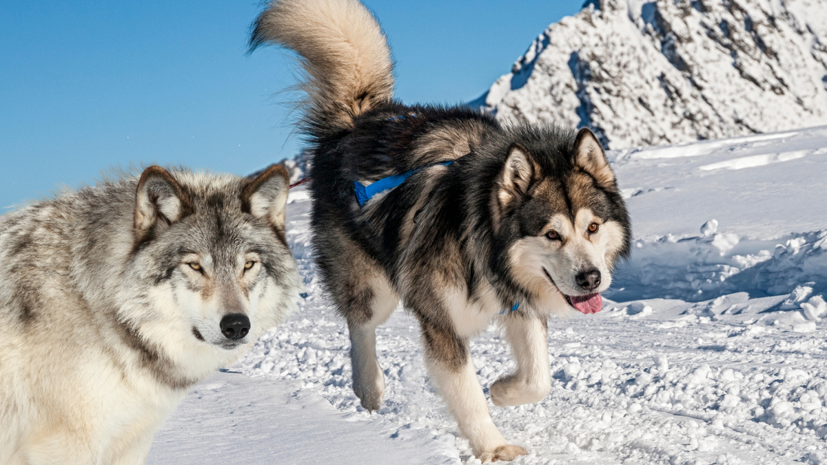 What Dog Is Closest to a Wolf Genetically? Surprise Winner