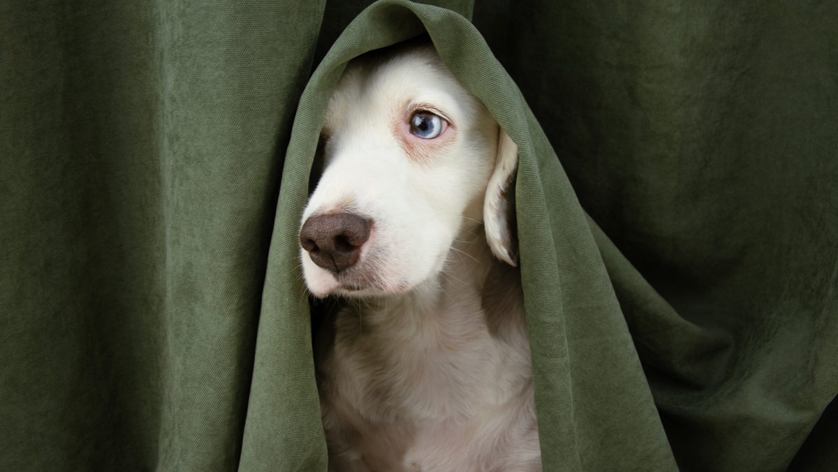 What to Do When Dog is Scared of Thunder? 7 Home Remedies