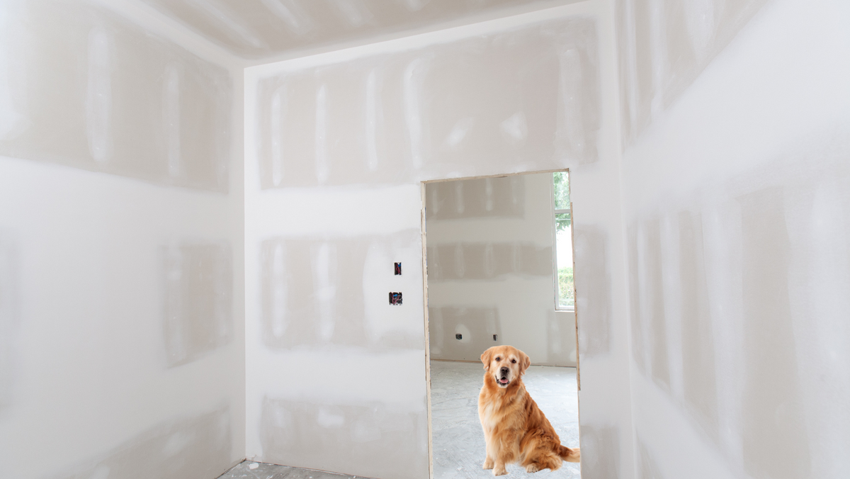 Dog Ate Drywall: What Will Happen & What to Do ASAP