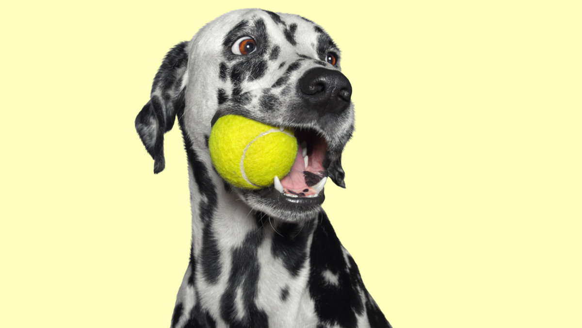 Dog Ate a Tennis Ball: What Should You Do ASAP