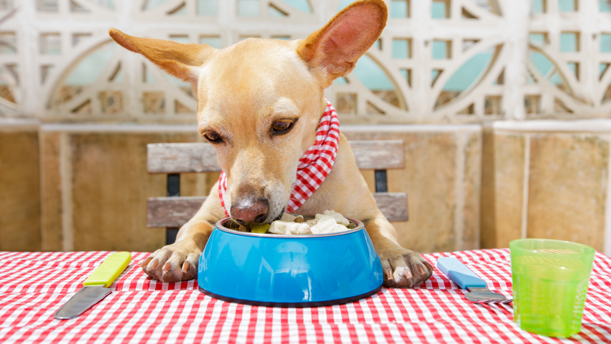 Should Dogs Eat Raw or Cooked Eggs? What You Need to Know