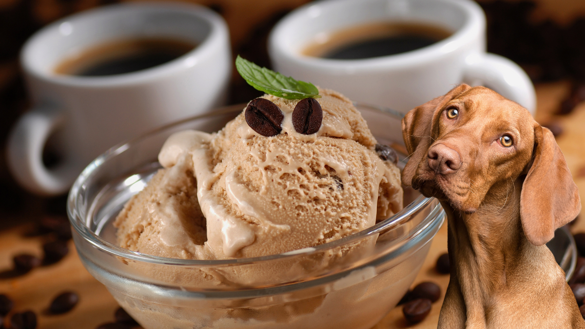 Is Coffee Ice Cream Bad for Dogs: Here's You Must Know