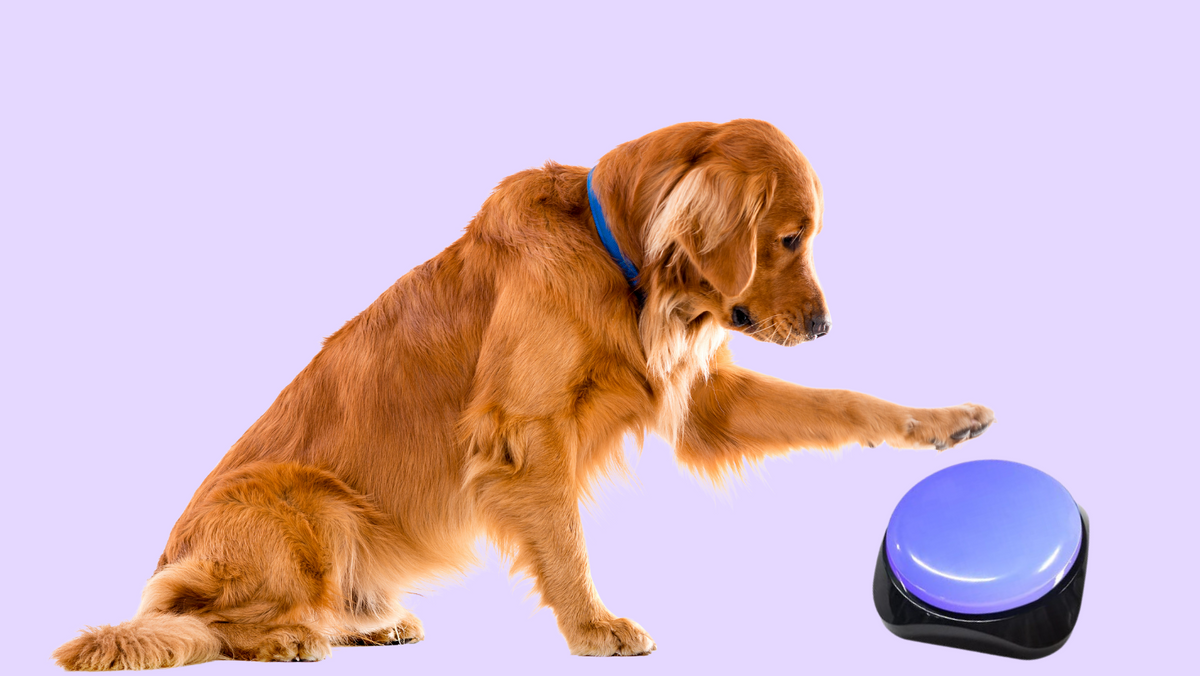 Can Dogs Talk by Pressing Buttons: Here's the Truth