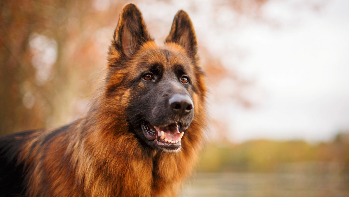 Liver German Shepherds [Full Brown]: Everything You Need to Know