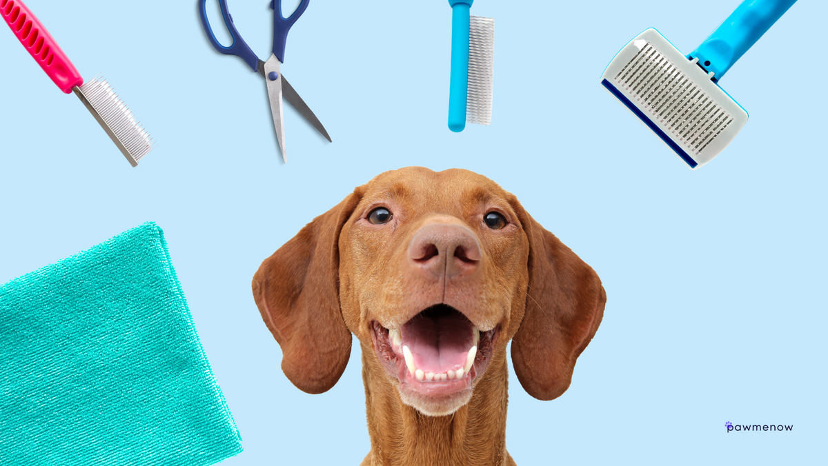 Do Vizslas Need to Go to a Groomer? Tips For a Healthy Pup