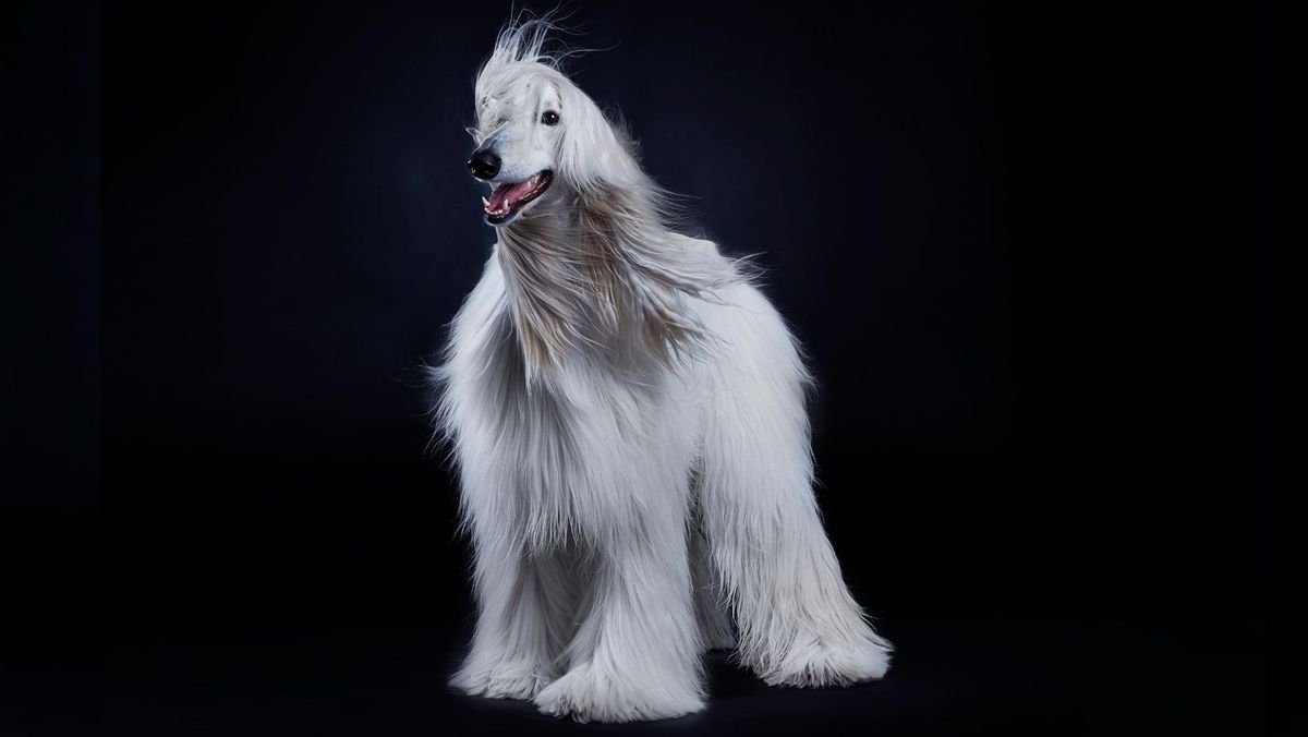 Dogs With Hair Not Fur: 5 Breeds That You'll Adore