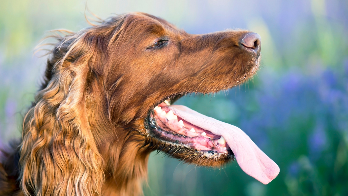 Dog Drooling a Lot: To Worry Or Not - Reasons & Help