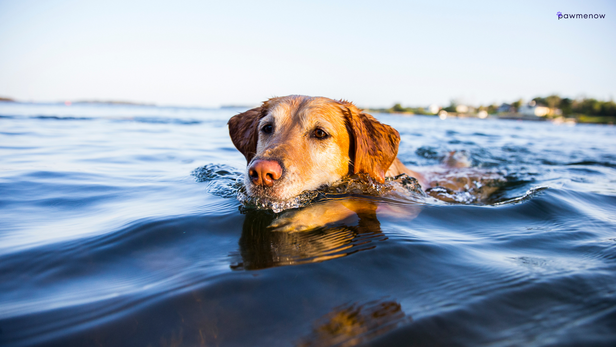 Why Are Dogs Such Good Swimmers? Unveiling the Secret