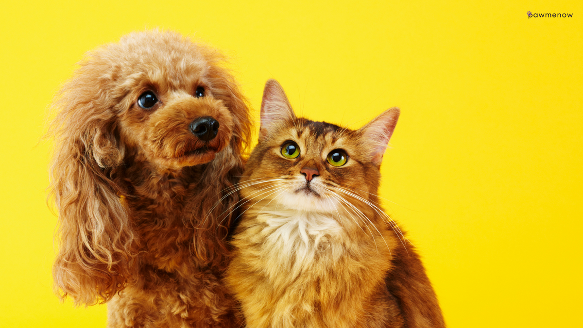Do Poodles Get Along With Cats? Friends or Rivals?