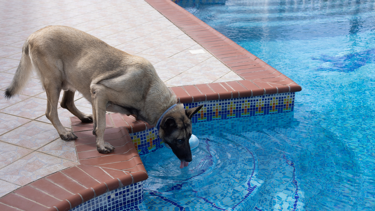 What Happens if Dogs Drink Chlorine Water: Dangers & Precautions