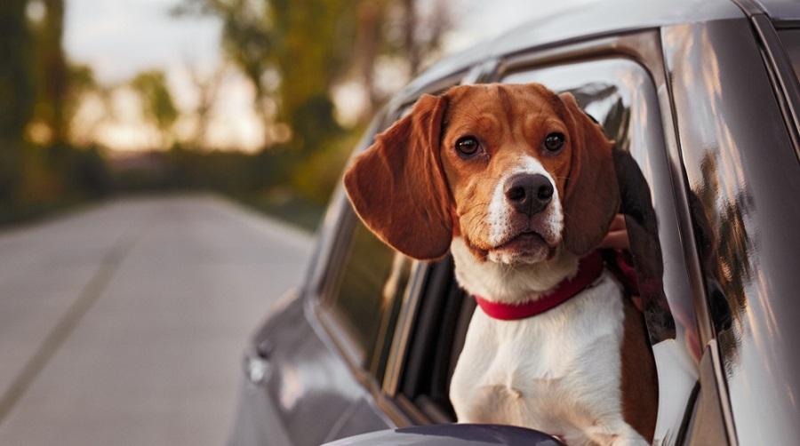 Traveling Safely With Pets: Tips & Tricks
