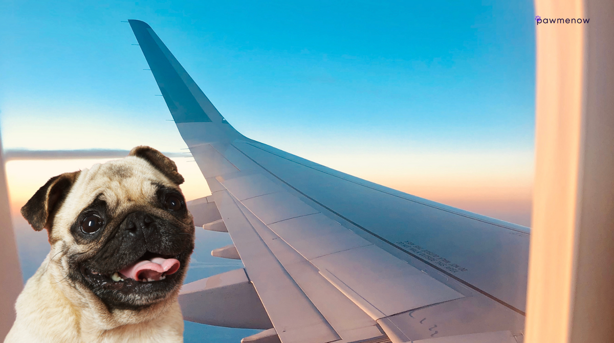 Can Brachycephalic Dogs Fly? Myths and Risks