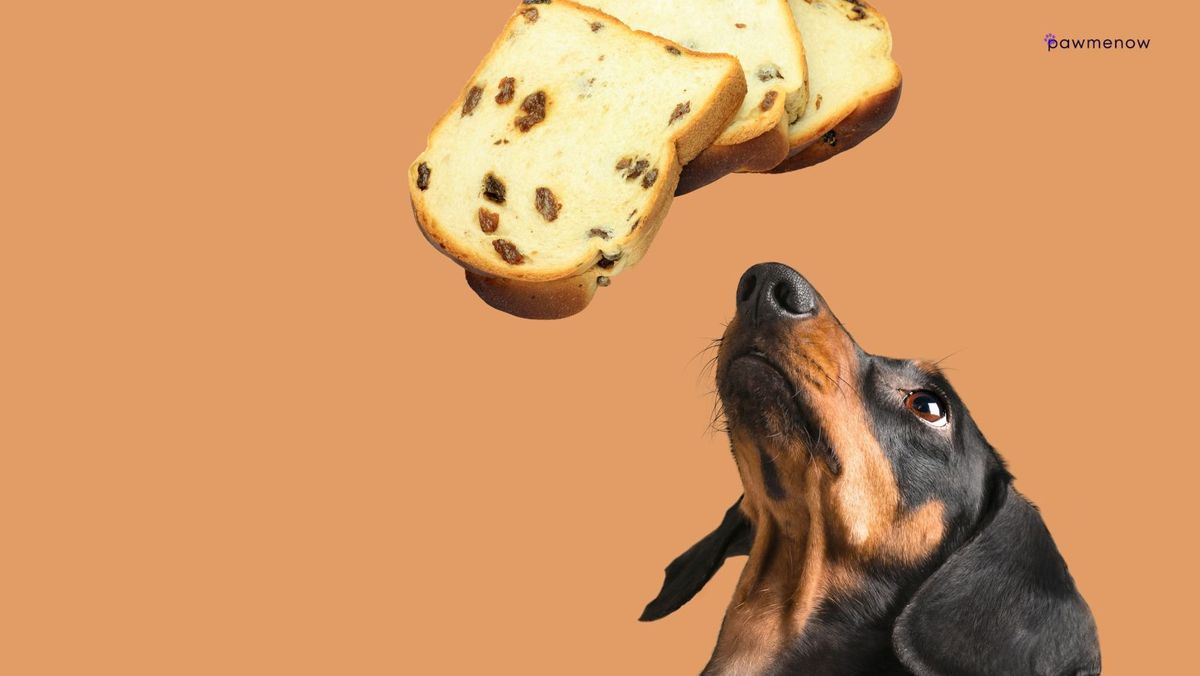If Your Dog Ate Raisin Bread Here's What You Must Do