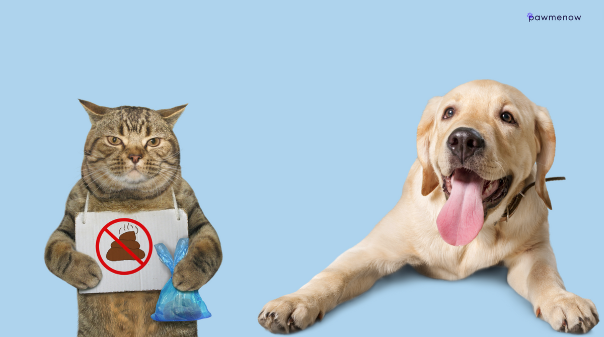 My Dog Ate Cat Poop: Gross! How to Stop This Behavior