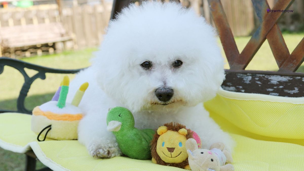 Does Bichon Frise Shed: High Maintenance or Hypoallergenic?
