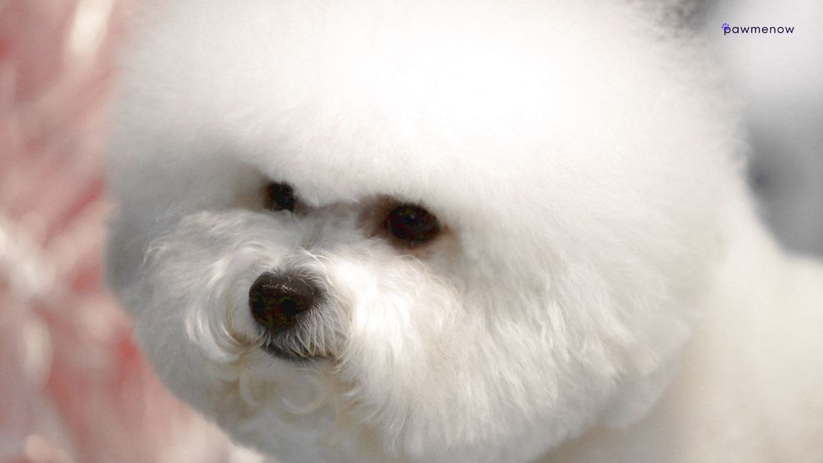 Does Bichon Frise Bark a Lot? Here's How Much & How to Stop