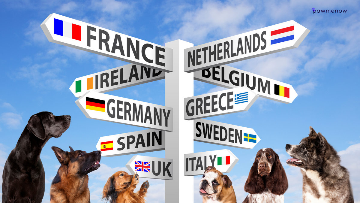 9 Best Places to Travel with a Dog in Europe [Mega Guide]