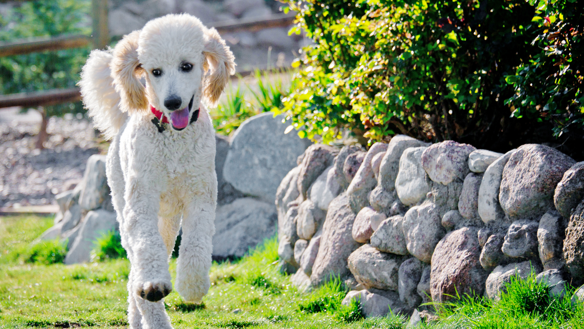 Best Harness For Standard Poodle: 6 Top Rated Picks
