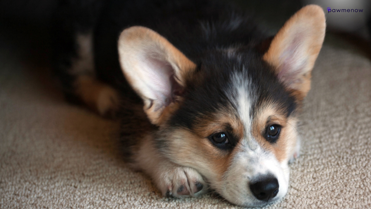 Corgi Separation Anxiety: Are They OK to Be Left Alone?