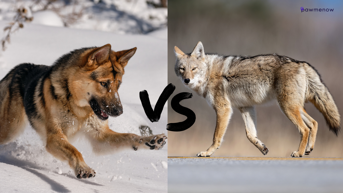 Coyote vs German Shepherd: Who Would Win? Complete Overview