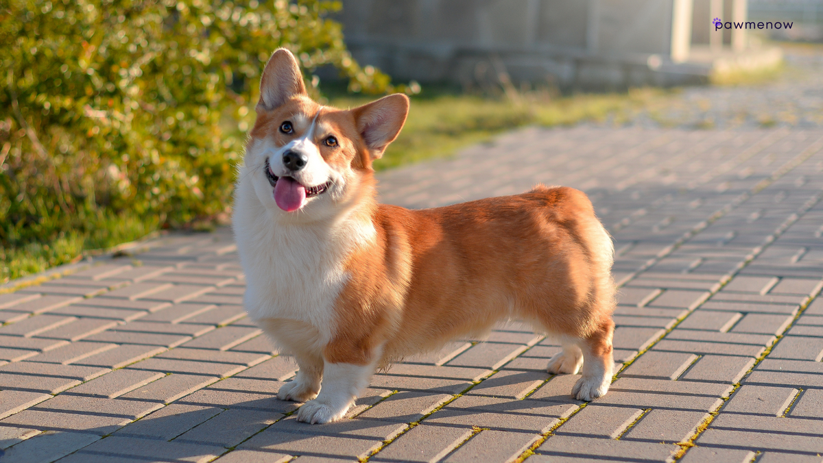 When Do Corgis Stop Growing: Corgi Growth Chart