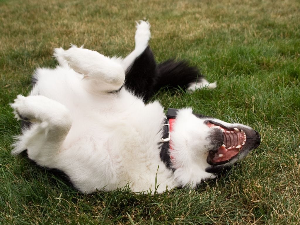 How to Teach a Dog Roll Over: 4 Easy Steps