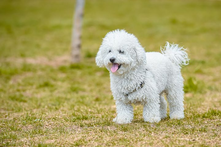 white toy poodle featured image