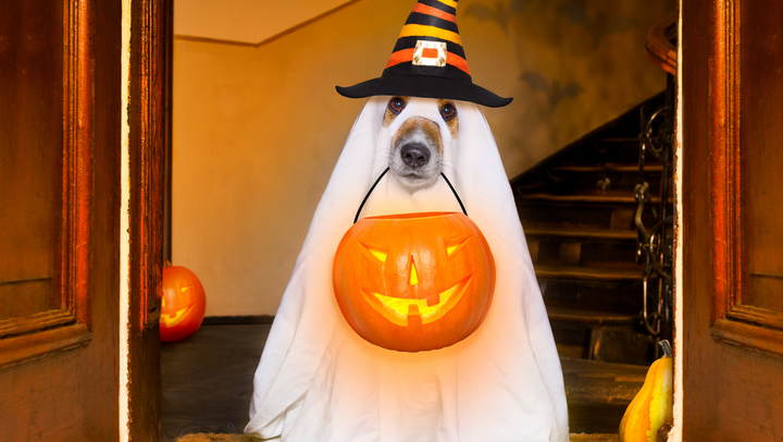 Cute Dog Halloween Costume
