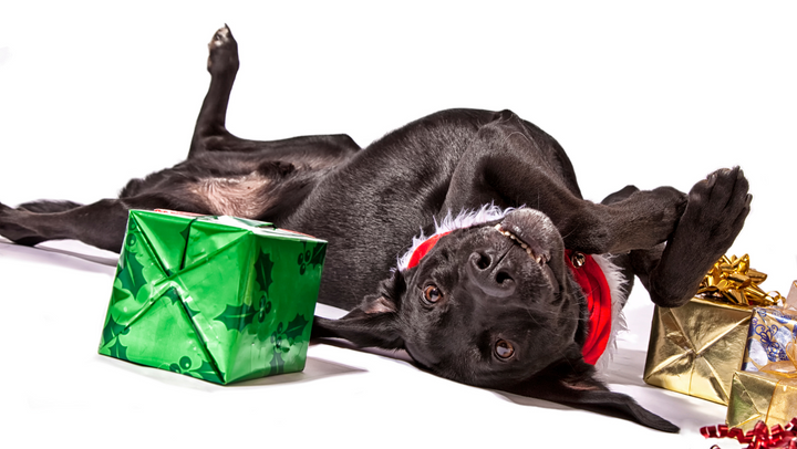 Festive Christmas Dog Collars