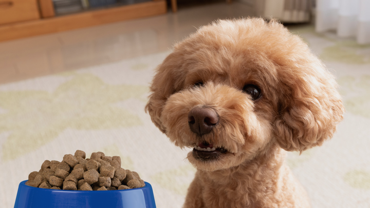 best food for Toy Poodle