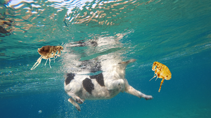 Does Ocean Water Kill Fleas on Dogs