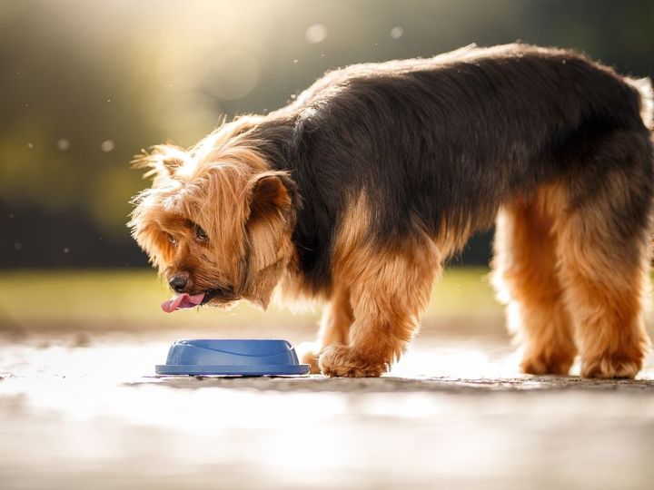 Featured image with a dog drinking water