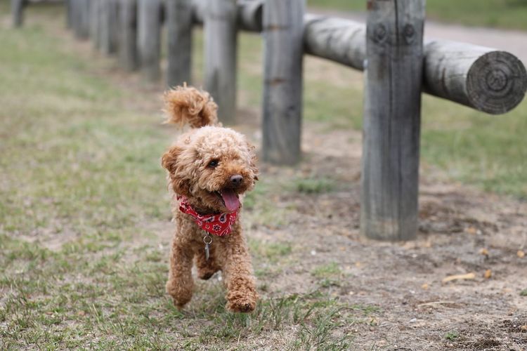 10 Curly-Haired Dog Breeds: From Small to Large [2023 List]