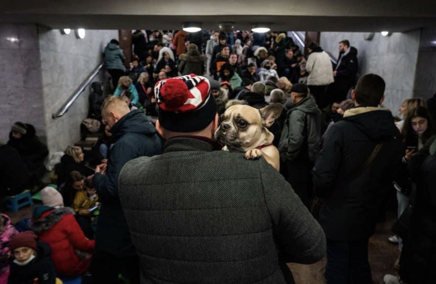 What Happens with Pets in Ukraine's War 2022 [How to Help]
