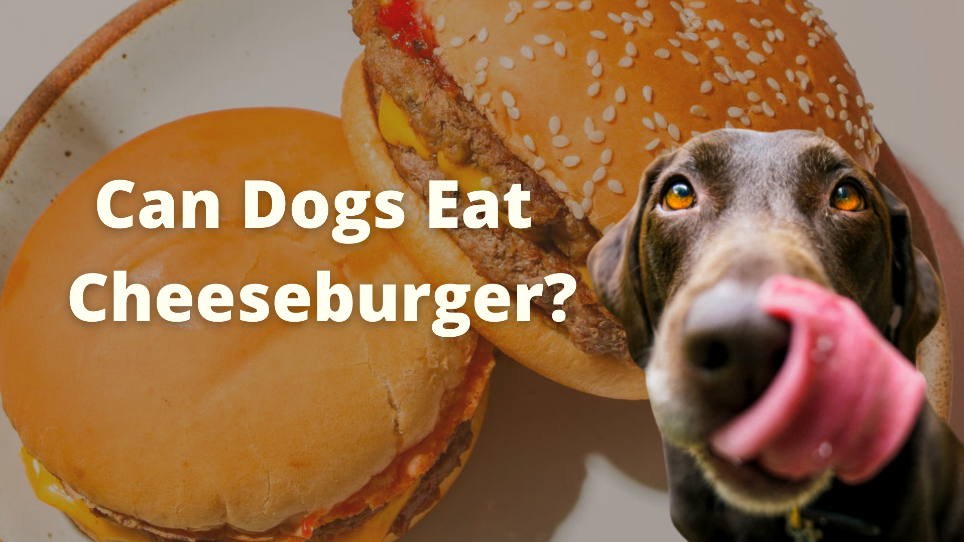 Can dogs eat cheesburger? 