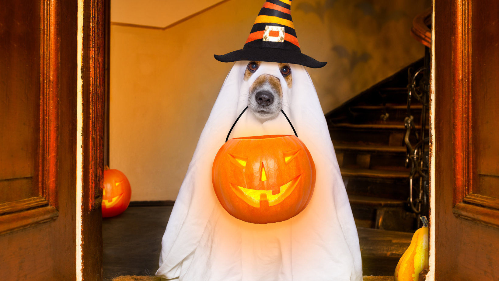 2023 Safe Halloween Costume Ideas for Dogs [Vet-Approved]