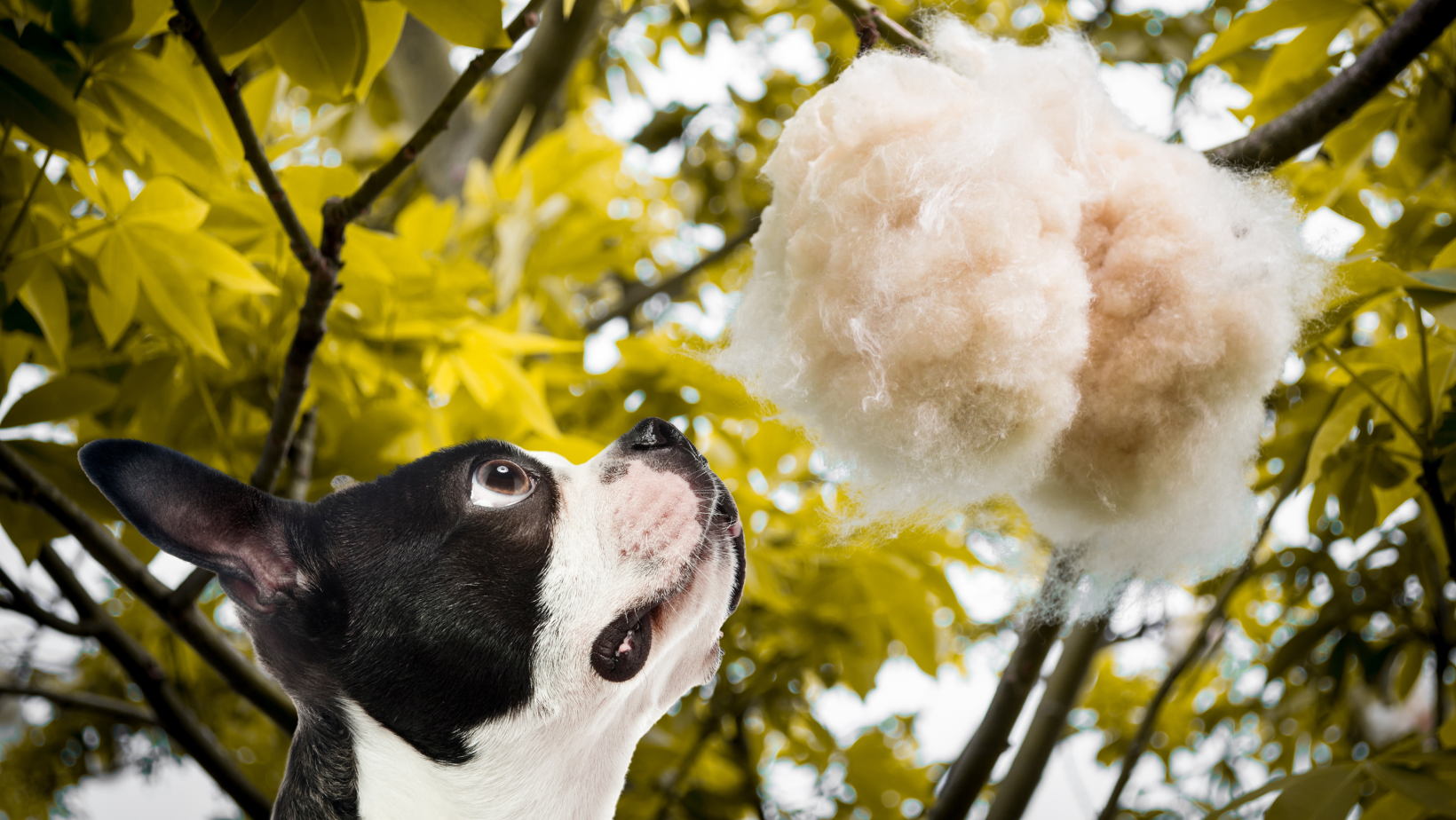 Kapok Allergy in Dogs: Essential Info Guide for Dog Owners