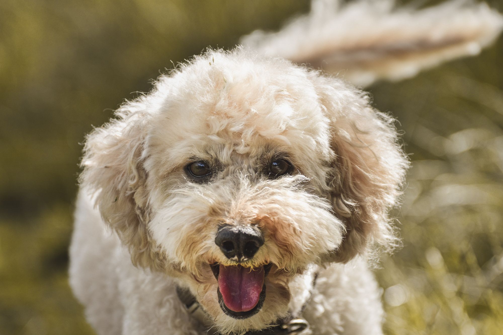 What Is the #1 Hypoallergenic Dog Breed?