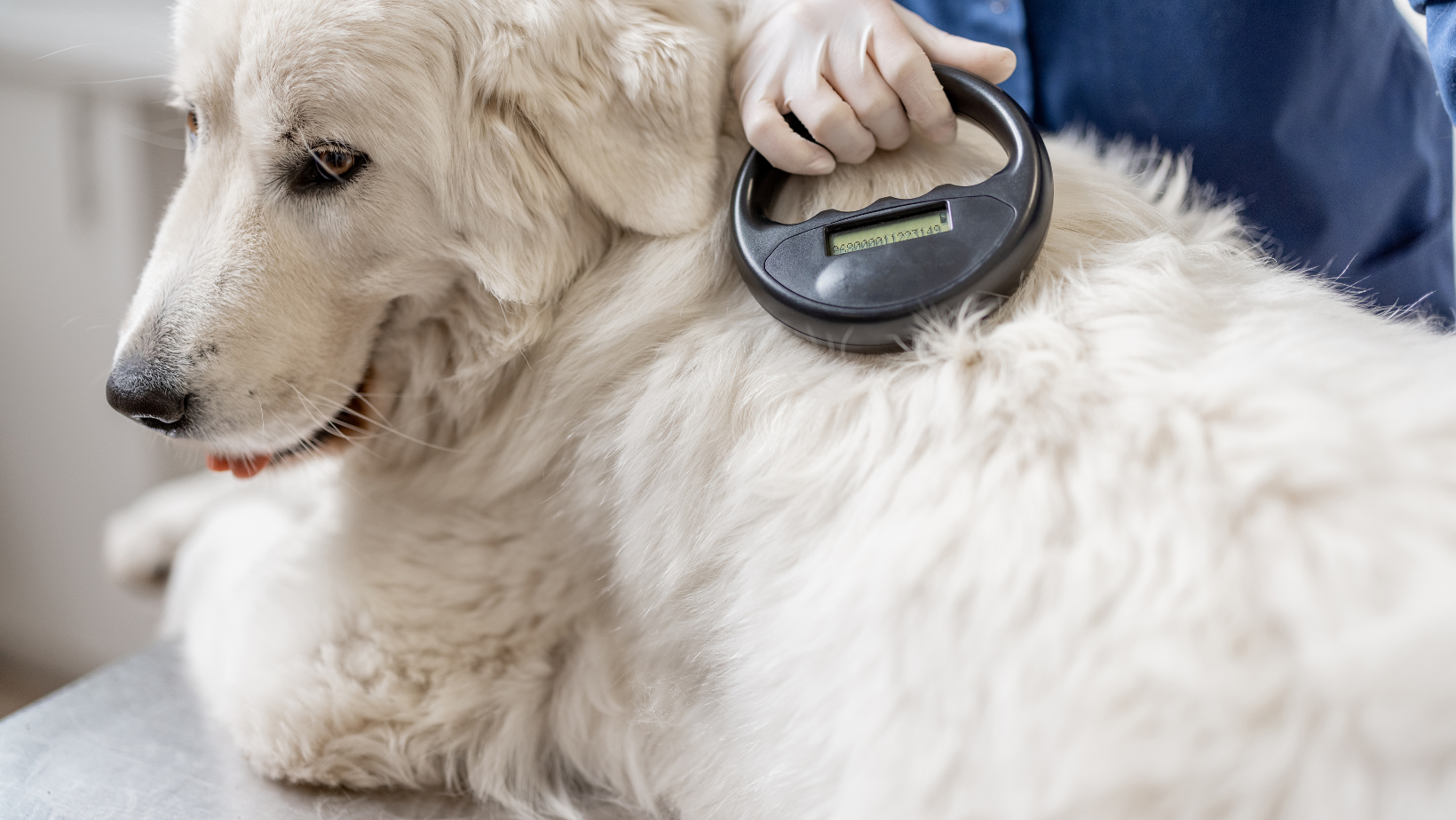 does microchipping hurt dogs