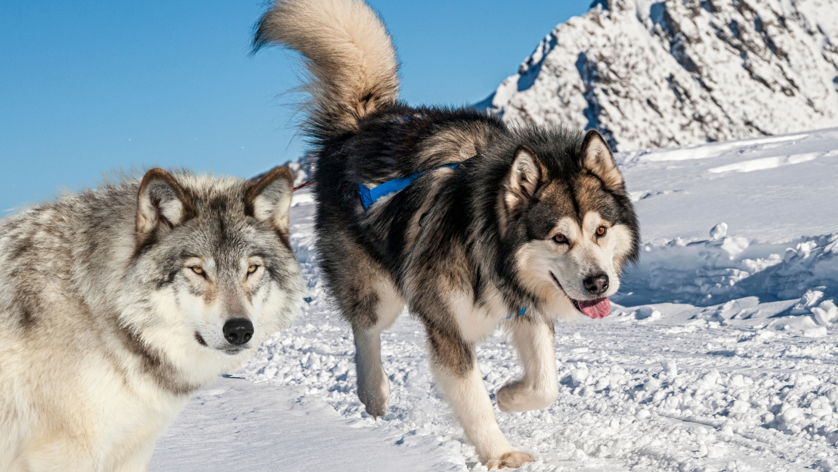 Which breed of dog has the highest percentage of wolf: Malamute