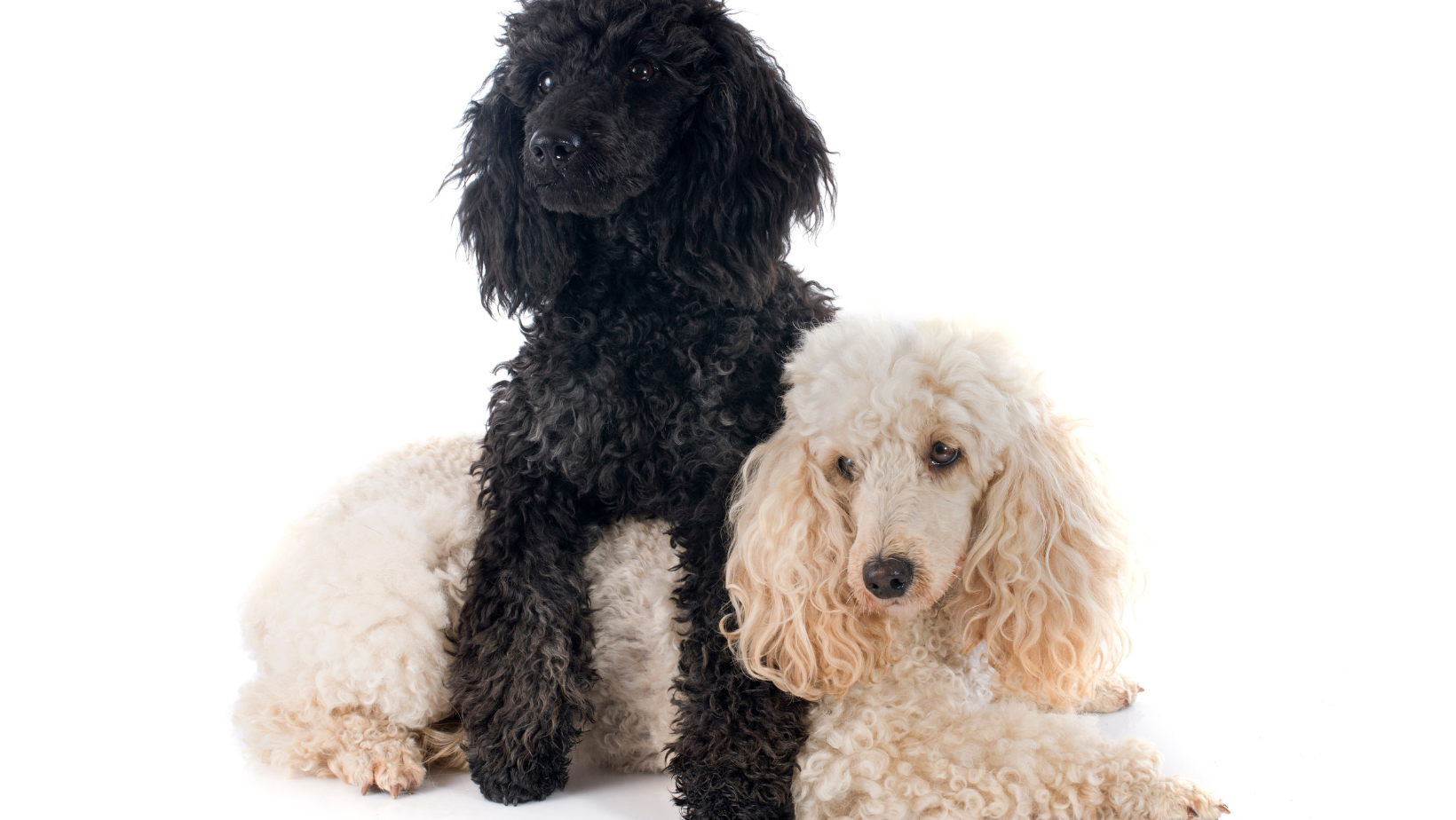 Can Purebred Poodles Be Multicolored? Yes, 2 & 3 Colors