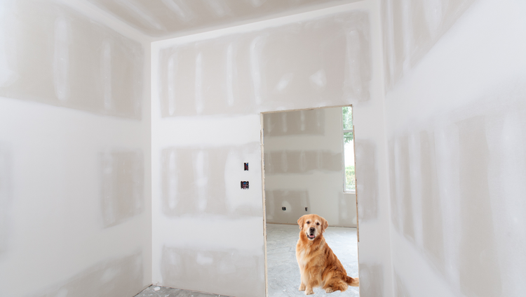 Dog Ate Drywall