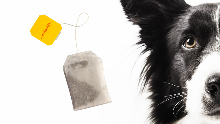 dog ate tea bag