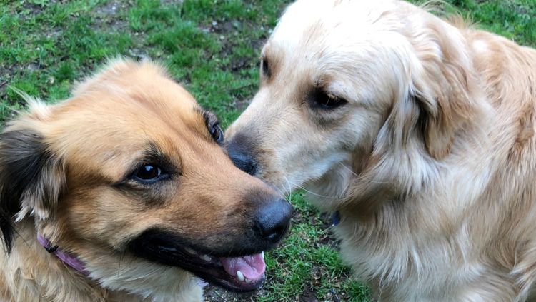 How to Find a Mate for Your Dog