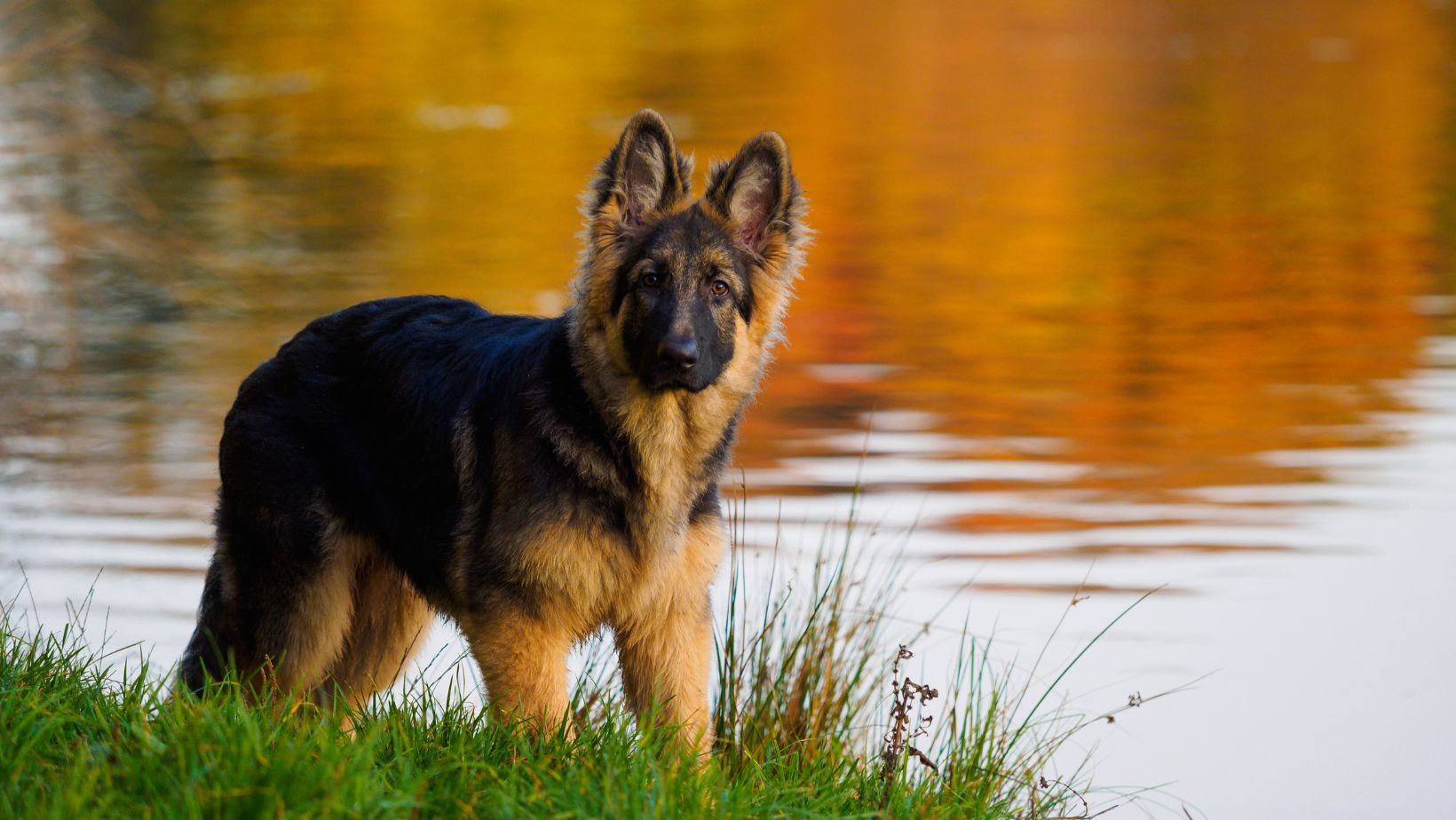 Best No-Pull Harness for German Shepherd Puppy