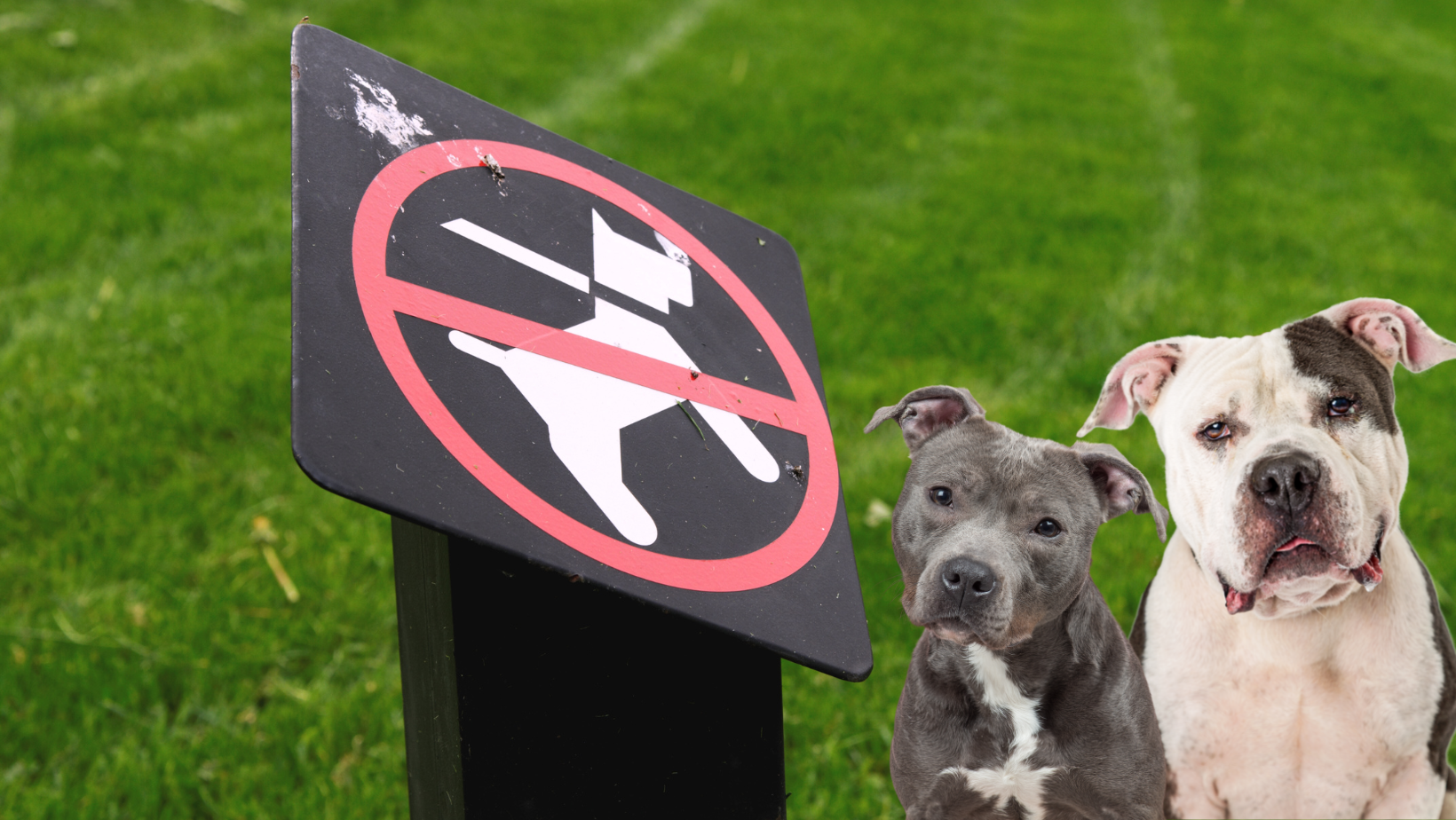 5 Banned Dog Breeds in Florida & the Reasons Behind