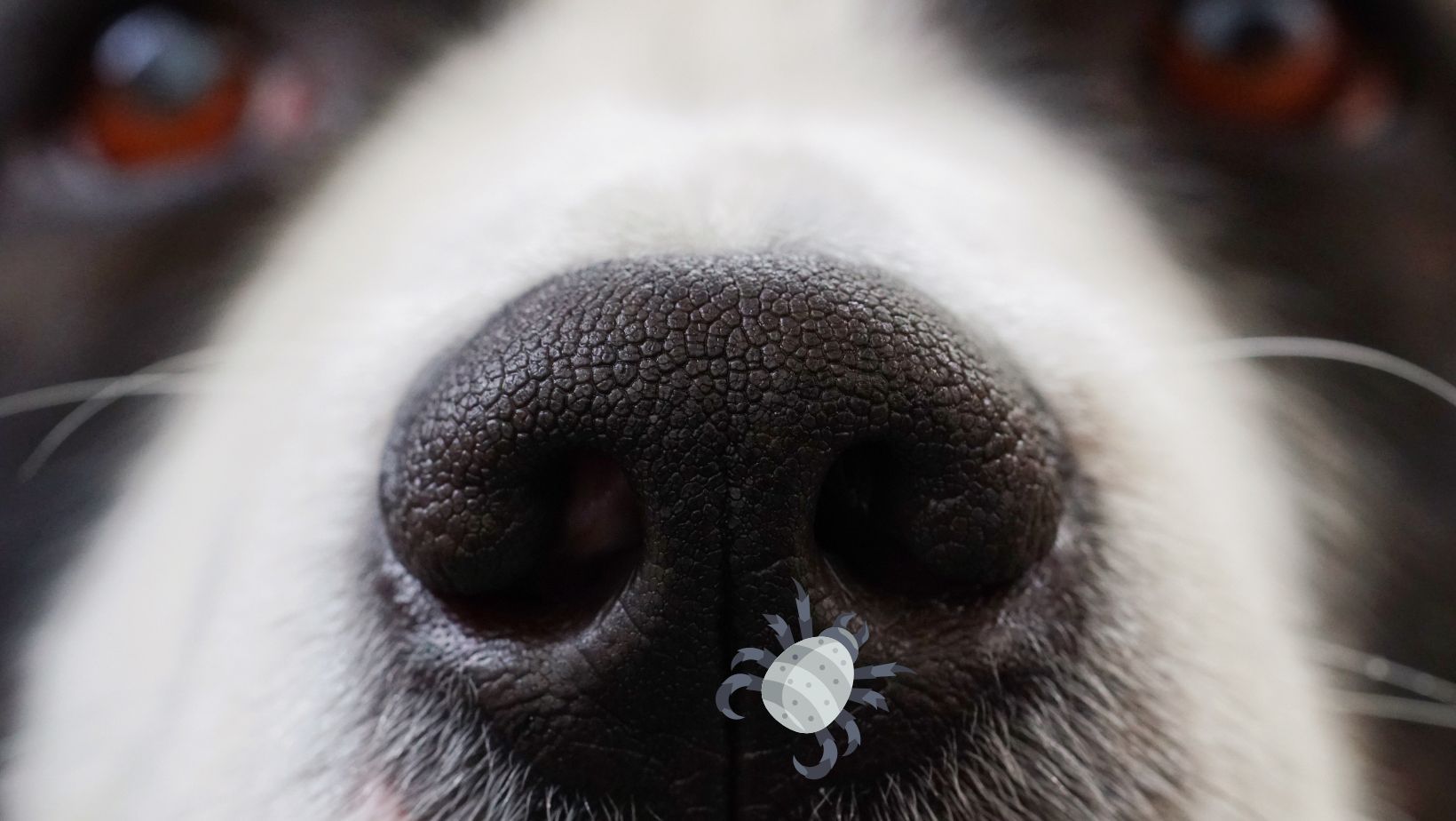 Nasal Mites in Dogs: How Do You Know if Your Dog Has Nasal Mites
